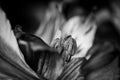 Oriental Lily macro in monochrome