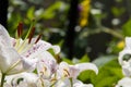 Oriental Lily Muscadet Royalty Free Stock Photo