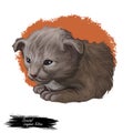 Oriental longhair kitten digital art illustration. Isolated watercolor portrait of British Angora. Javanese breed of cat