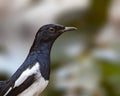 Oriental Magpie Royalty Free Stock Photo