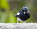 A Oriental Magpie in consideration