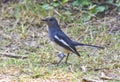 Oriental magpie robbin Royalty Free Stock Photo