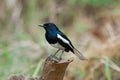 Oriental magpie-robin Royalty Free Stock Photo