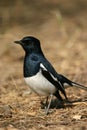 Oriental magpie robin Royalty Free Stock Photo