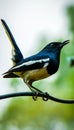 Oriental magpie robin Royalty Free Stock Photo