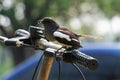 Oriental Magpie Robin on a bike handlebar with worm