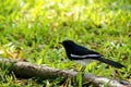 Oriental Magpie Robin Bird Royalty Free Stock Photo