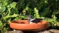 The Oriental Magpie Robin