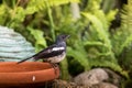 The Oriental Magpie Robin