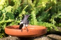 The Oriental Magpie Robin