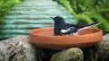 The Oriental Magpie Robin