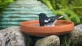 The Oriental Magpie Robin