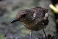 Oriental magpie robin bird Royalty Free Stock Photo