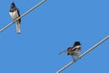 Oriental Magpie Robin bird in black and white perching on a steel cable Royalty Free Stock Photo