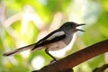 Oriental Magpie Robin bird (Copsychus saularis) with black and w