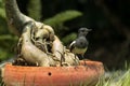 The Oriental Magpie Robin