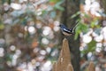 Oriental magpie-robin bird perching on termite mount in an indian forest