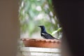 Oriental magpie robin bird take a bath