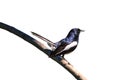 Oriental Magpie Robin bird