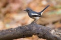 Oriental Magpie Robin