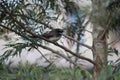 An oriental magpie robin on the branch of a tree. Quitely sings and shakes the long tail. Sparrow like indian bird is very pretty Royalty Free Stock Photo