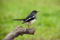 Oriental Magpie Robin Royalty Free Stock Photo