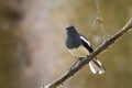 Oriental Magpie-robin - Copsychus saularis, beautiful black nad white perching bird Royalty Free Stock Photo