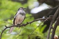 Oriental Magpie-robin