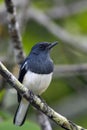The oriental magpie-robin Copsychus saularis sitting on the branch. Tiny black and white passerine on a branch in a thick bush