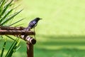 Oriental magpie-robin or Copsychus saularis, small passerine bird Royalty Free Stock Photo