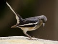 An oriental magpie robin feeding at a bird feeder Royalty Free Stock Photo