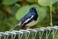 Oriental Magpie-Robin - Copsychus saularis small passerine bird that was formerly classed as a member of the thrush family Royalty Free Stock Photo