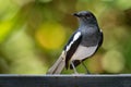 Oriental Magpie-Robin - Copsychus saularis small passerine bird that was formerly classed as a member of the thrush family Royalty Free Stock Photo