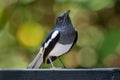 Oriental Magpie-Robin - Copsychus saularis small passerine bird that was formerly classed as a member of the thrush family Royalty Free Stock Photo