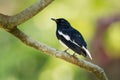 Oriental Magpie-Robin - Copsychus saularis small passerine bird that was formerly classed as a member of the thrush family Royalty Free Stock Photo