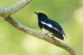 Oriental Magpie-Robin - Copsychus saularis small passerine bird that was formerly classed as a member of the thrush family Royalty Free Stock Photo