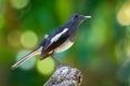 Oriental Magpie-Robin - Copsychus saularis small passerine bird that was formerly classed as a member of the thrush family Turdida Royalty Free Stock Photo