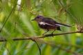 Oriental Magpie-Robin - Copsychus saularis small passerine bird that was formerly classed as a member of the thrush family Royalty Free Stock Photo