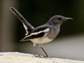 An oriental magpie robin feeding at a bird feeder Royalty Free Stock Photo