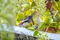 Oriental Magpie-robin female, a common bird in Thailand