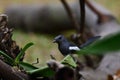 Oriental Magpie Robin