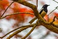 Oriental Magpie Robin perched on a tree branch, Biligiri Rangan Tiger Reserve, Karnataka, India