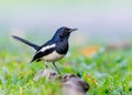 Oriental Magpie Robin perched on a tree root Royalty Free Stock Photo