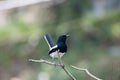 Oriental magpie robin Royalty Free Stock Photo