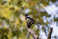 Oriental magpie robin Royalty Free Stock Photo