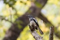 Oriental magpie robin Royalty Free Stock Photo