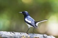 Oriental Magpie Robin Royalty Free Stock Photo