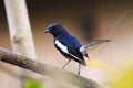 Oriental magpie-robin- The magpie-robins or shamas are medium-sized insectivorous birds in the genus Copsychus.