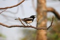 Oriental magpie-robin sings on a tree with sunshine in the evening nature background