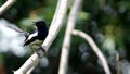 Oriental magpie-robin standing on shaken tree